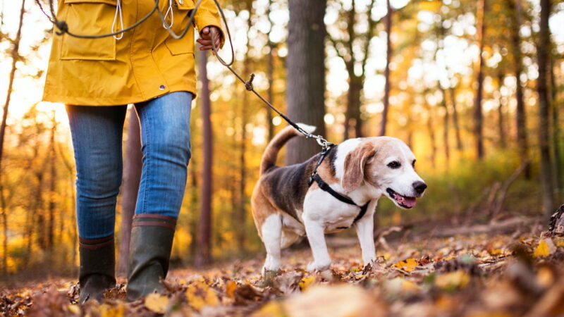 Walking the Dog Day - February 22