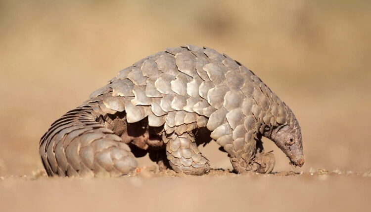 World Pangolin Day - February
