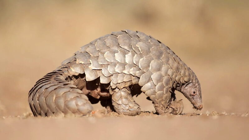 World Pangolin Day - February