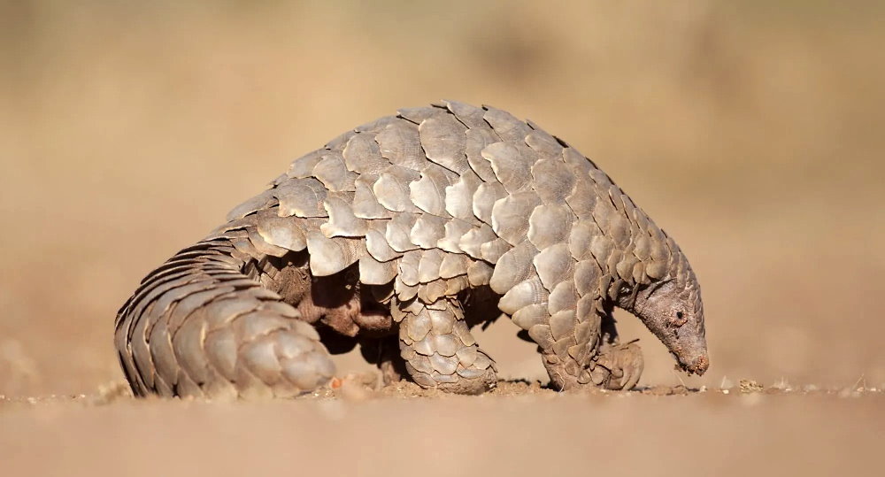 World Pangolin Day February 17, 2024 Weird and Crazy Holidays