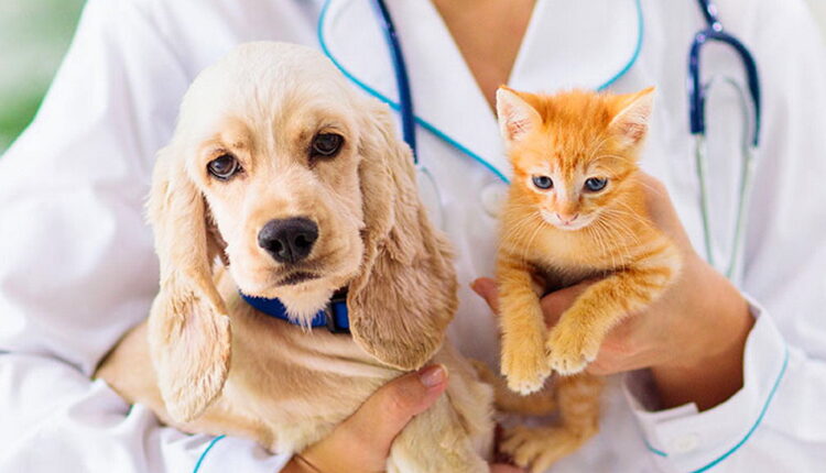 World Spay Day - February
