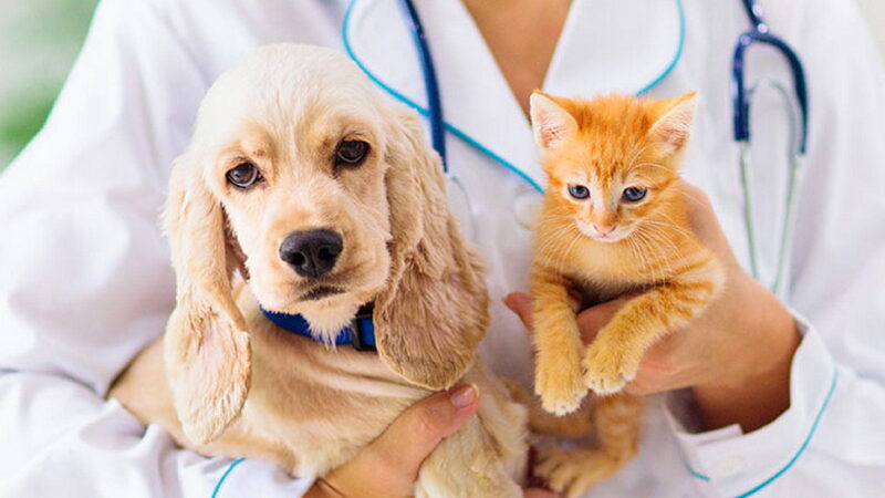 World Spay Day - February