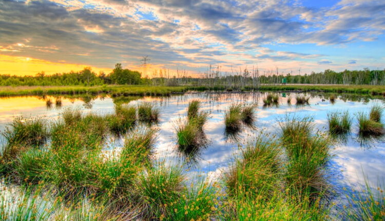 World Wetlands Day - February 2