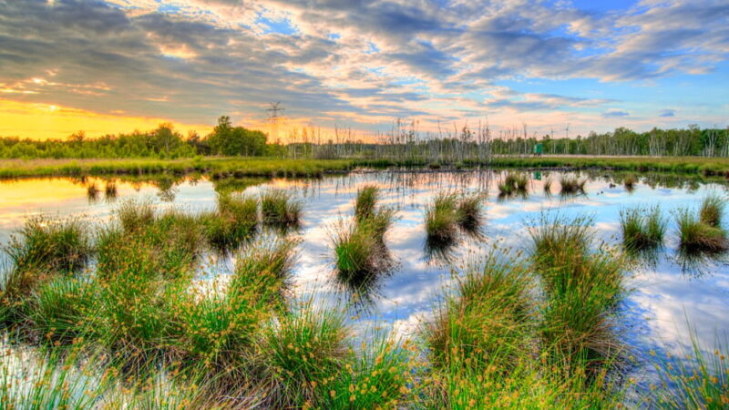 World Wetlands Day - February 2