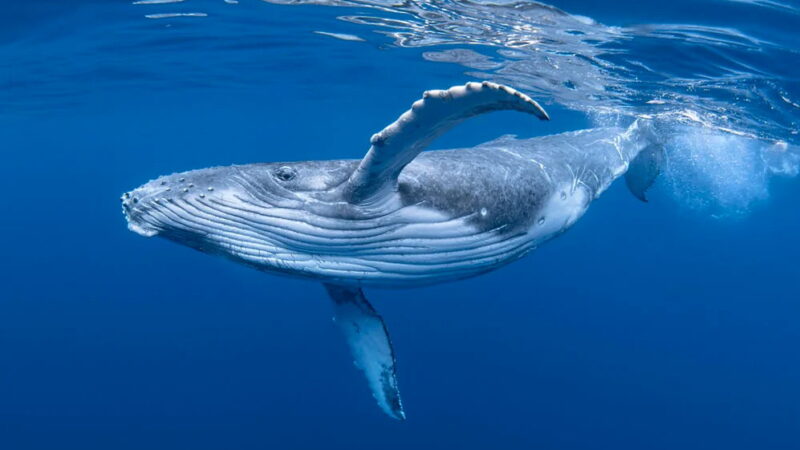 World Whale Day - February