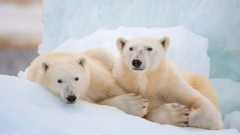 International Polar Bear Day - February 27