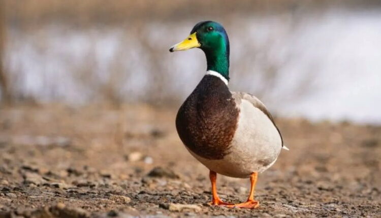 Lame Duck Day - February 6