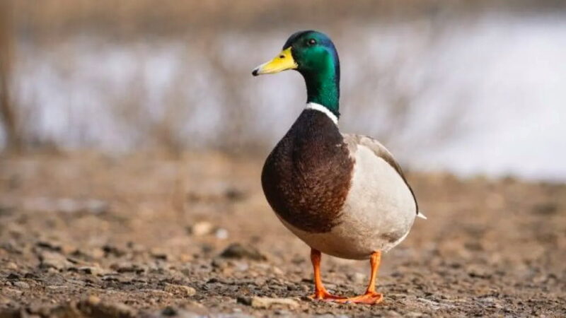 Lame Duck Day - February 6