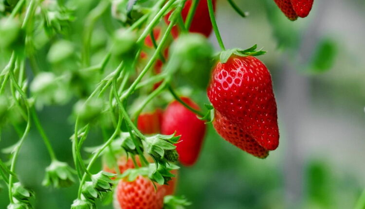 National Strawberry Day - February 27