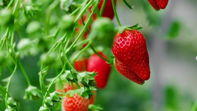 National Strawberry Day - February 27