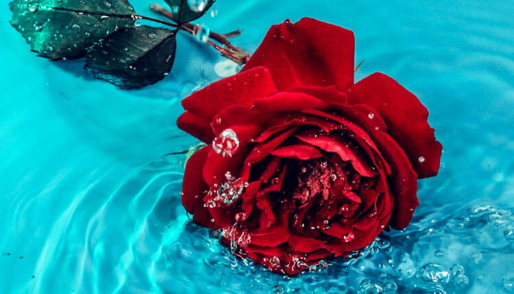 Rose Day - February 7