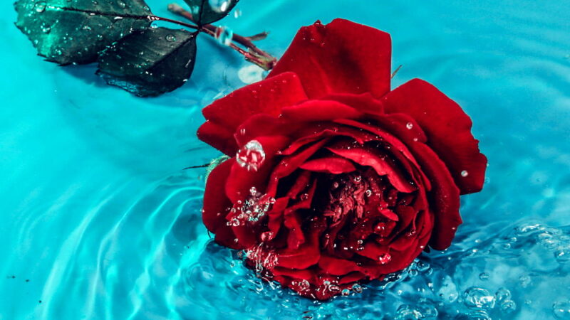Rose Day - February 7