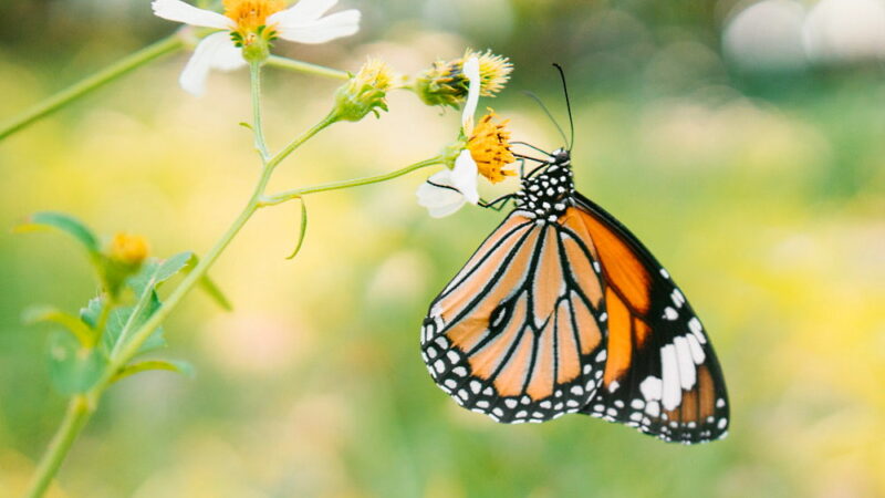 Western Monarch Day - February 5